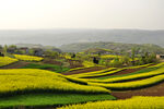 乡村风景