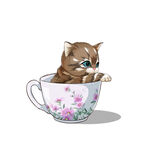 茶杯猫            