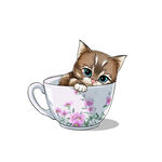 茶杯猫            