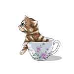 茶杯猫            