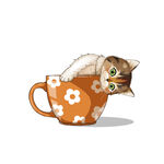 茶杯猫            