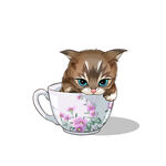 茶杯猫            