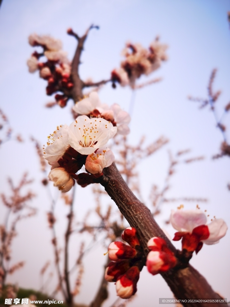 桃花 杏花