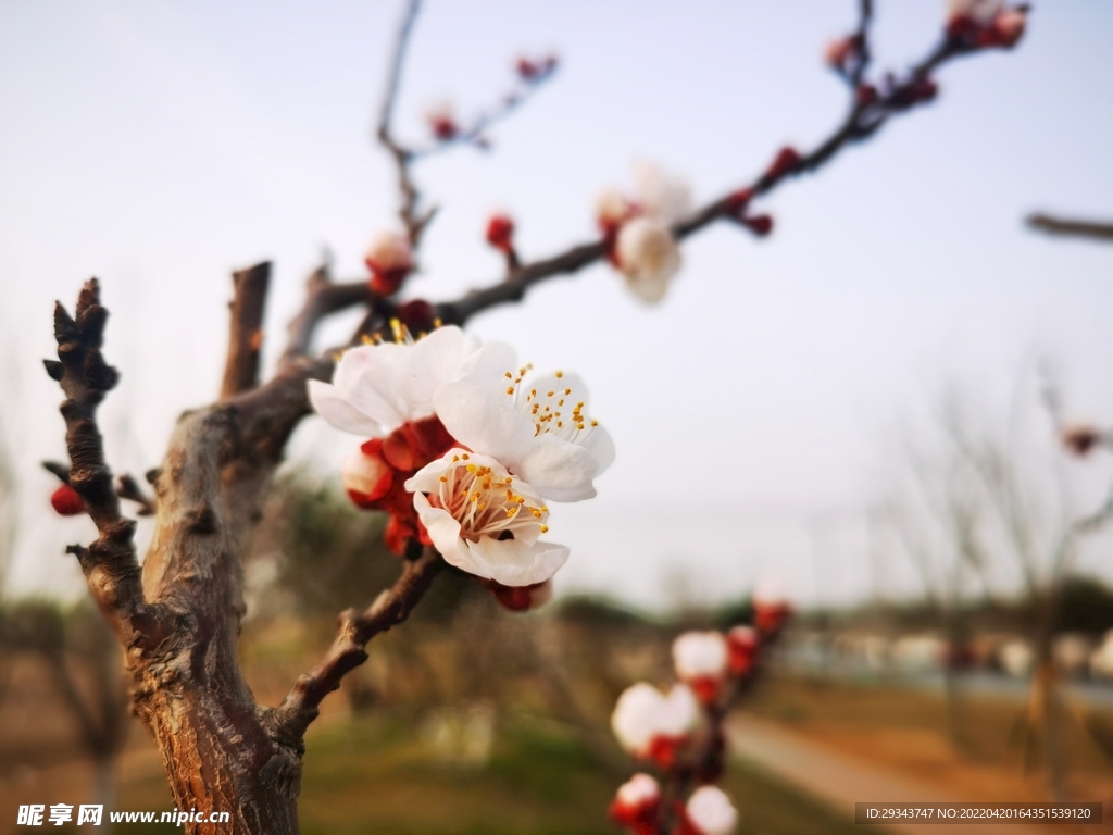 杏花 桃花