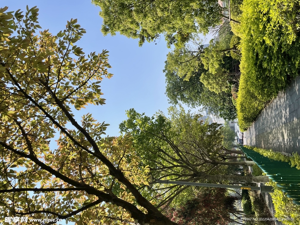 大树