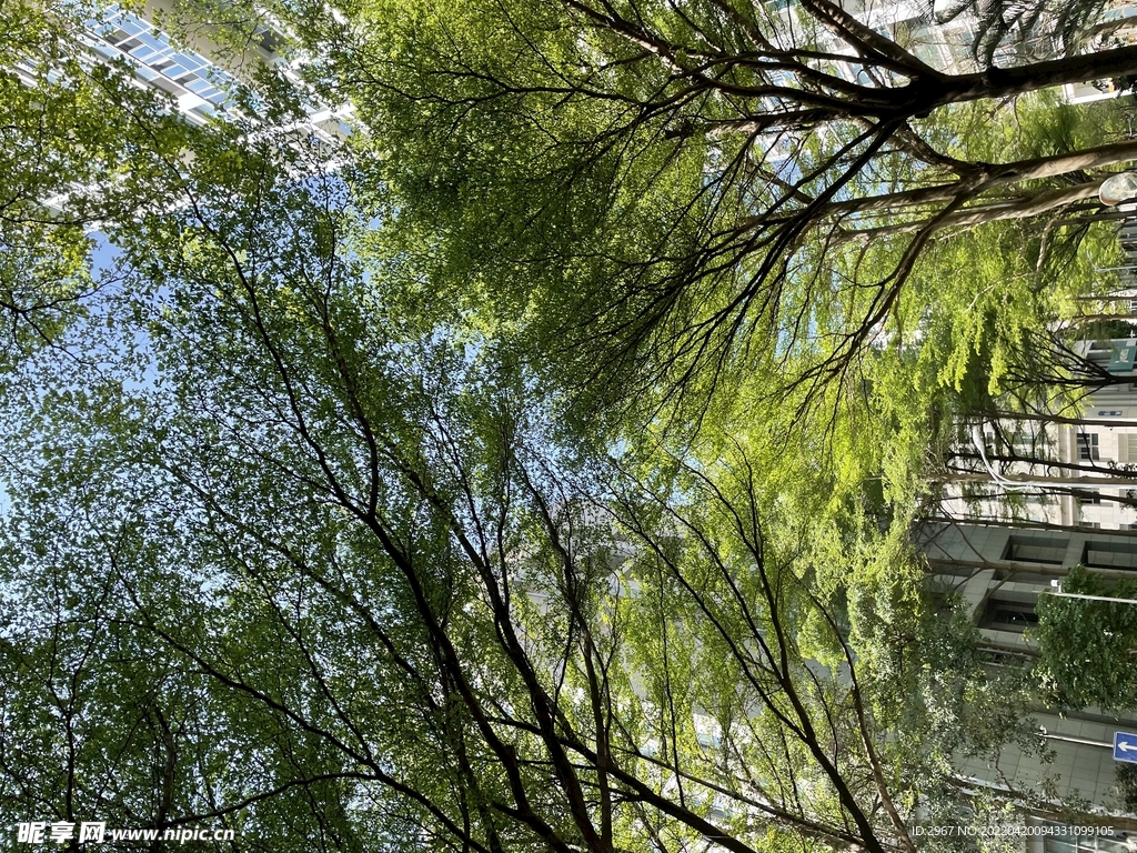 树