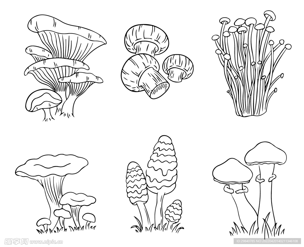 香菇平菇金针菇野生菇矢量图线稿
