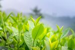 新鲜绿叶