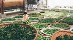 采摘的茶叶