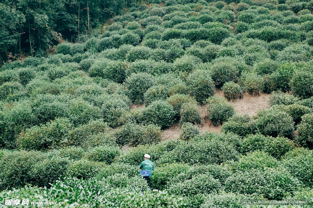 茶山