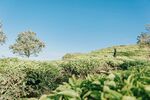 茶山下的好天气
