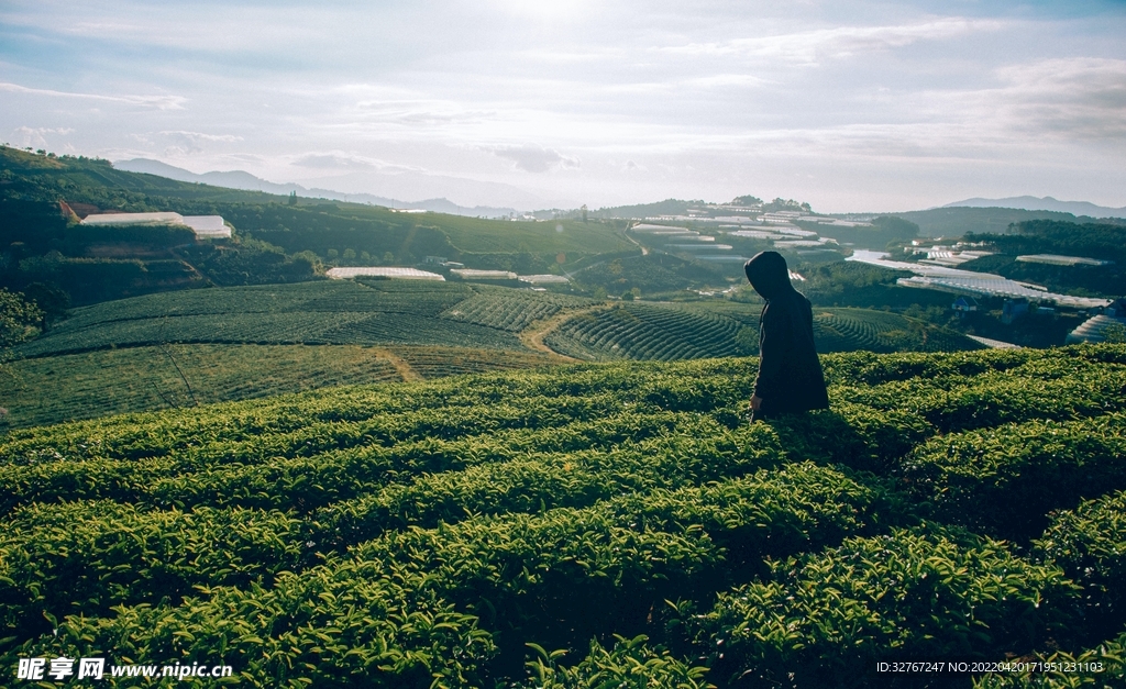 茶田