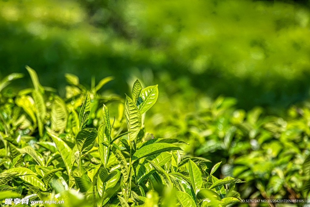 生长的茶叶嫩芽