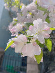 花开