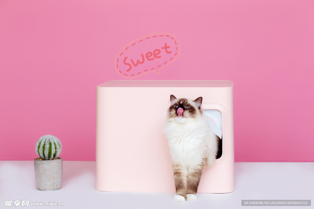 猫 