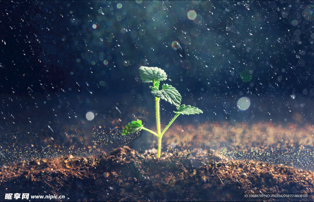 雨中的嫩芽 生机 地里