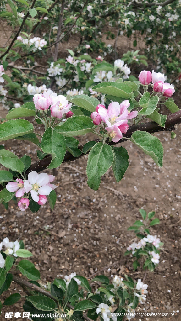 苹果花