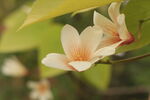 油桐花