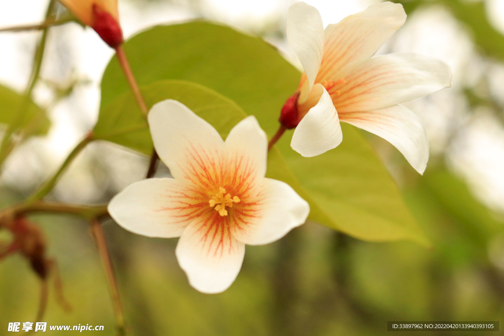 油桐花