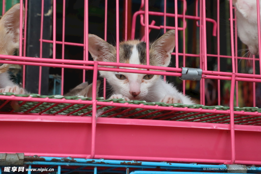 猫
