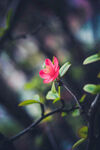 迎春花