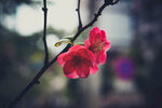 迎春花