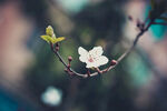 花开