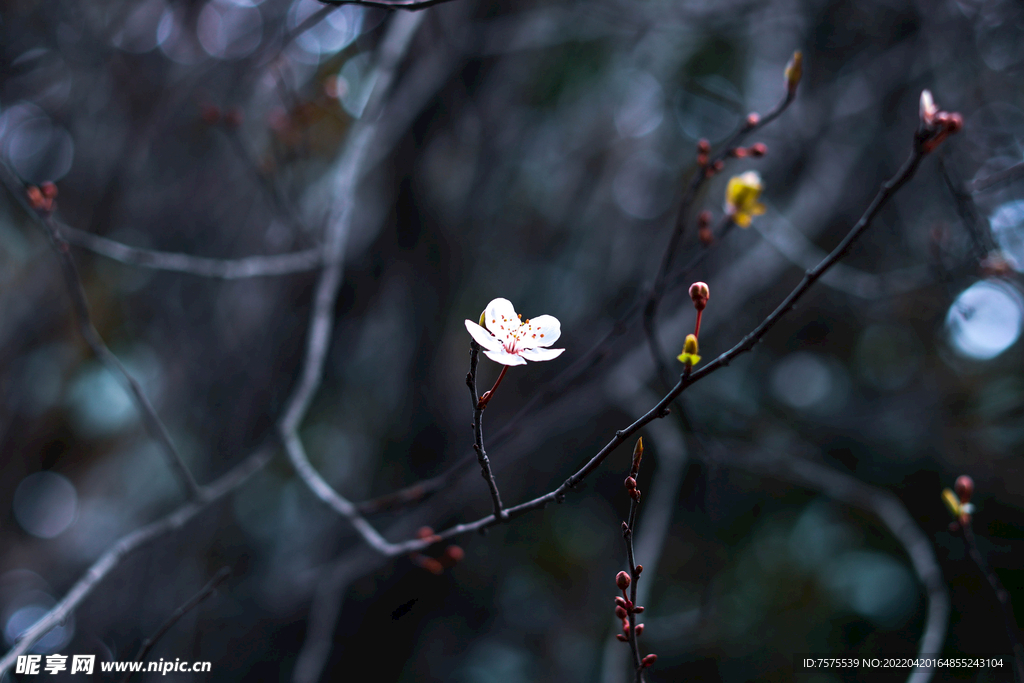 梅花