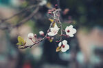 花开