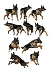 高清免扣牧羊犬素材