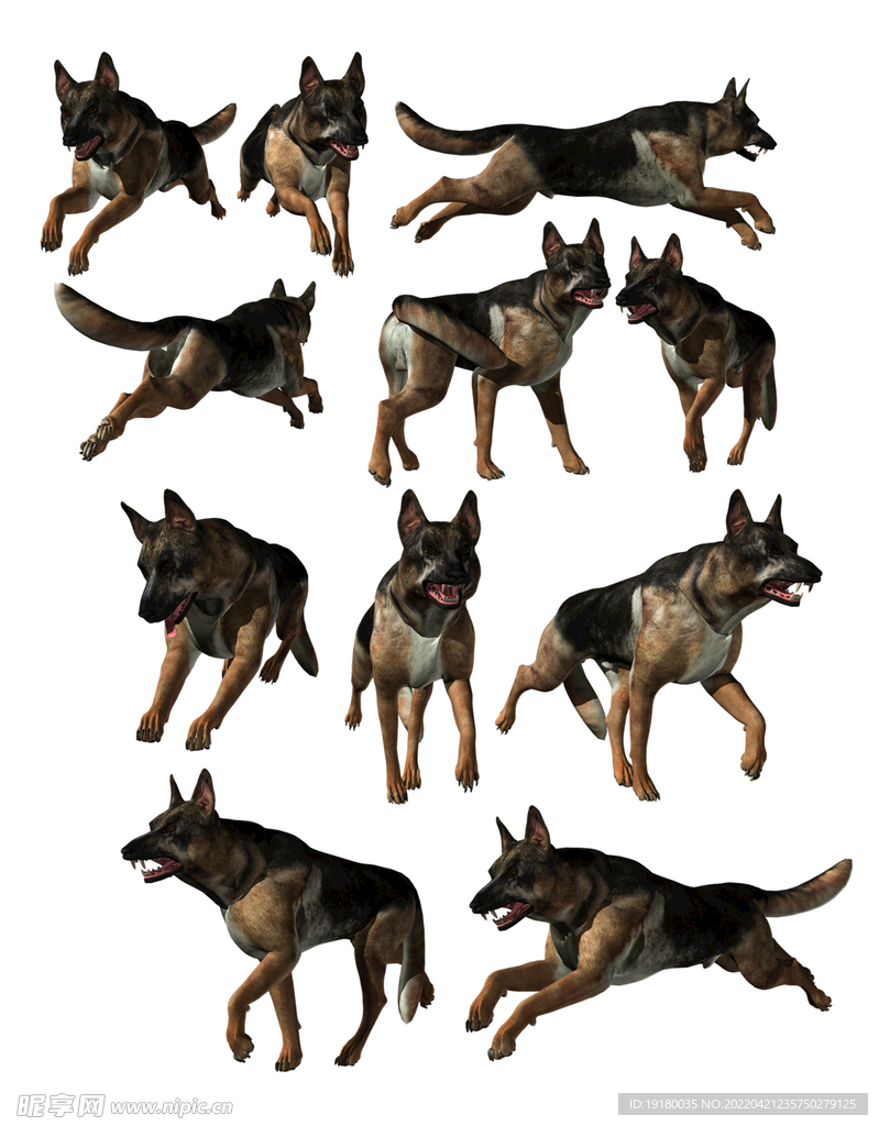高清免扣牧羊犬素材