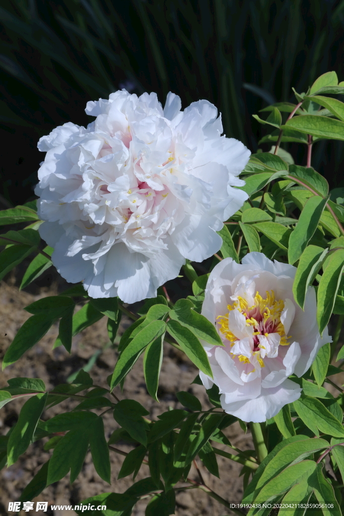 牡丹花 