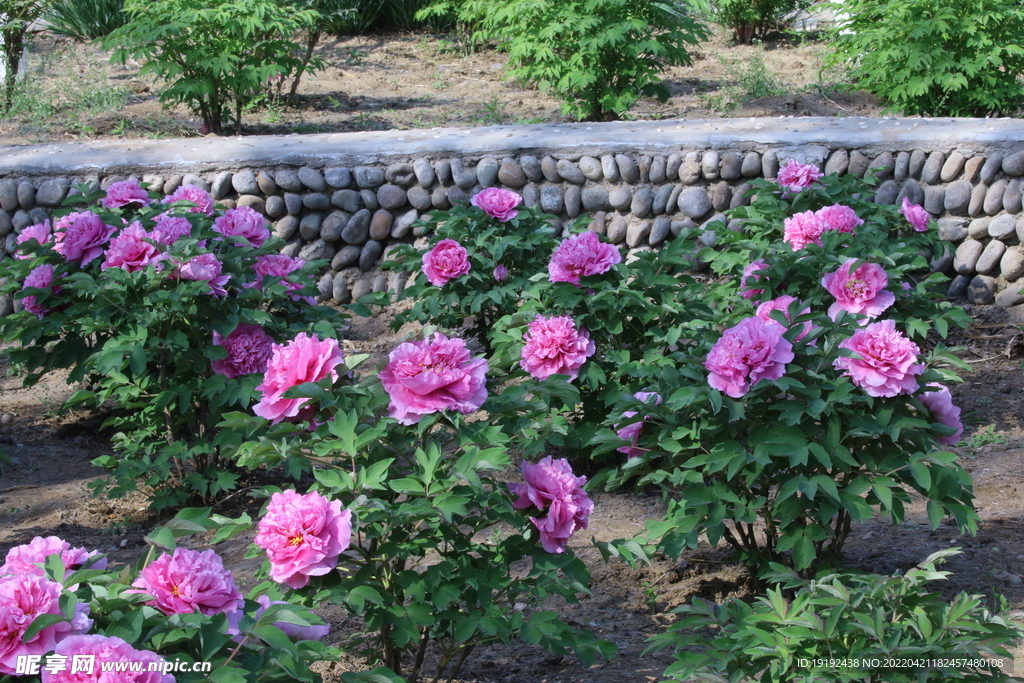 牡丹花 