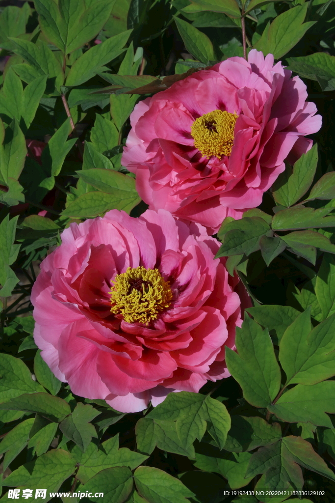 牡丹花 
