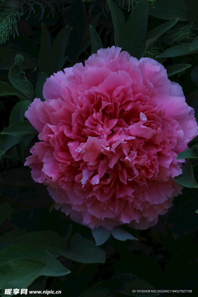 牡丹花