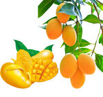 新鲜满芒果