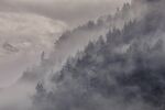 雾气森林
