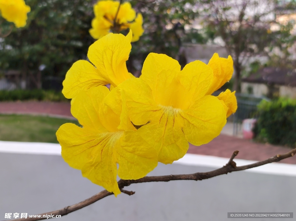 黄花风铃木