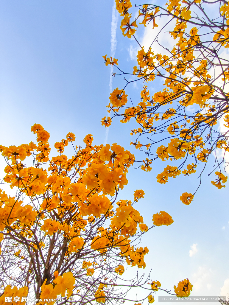 黄花风铃木