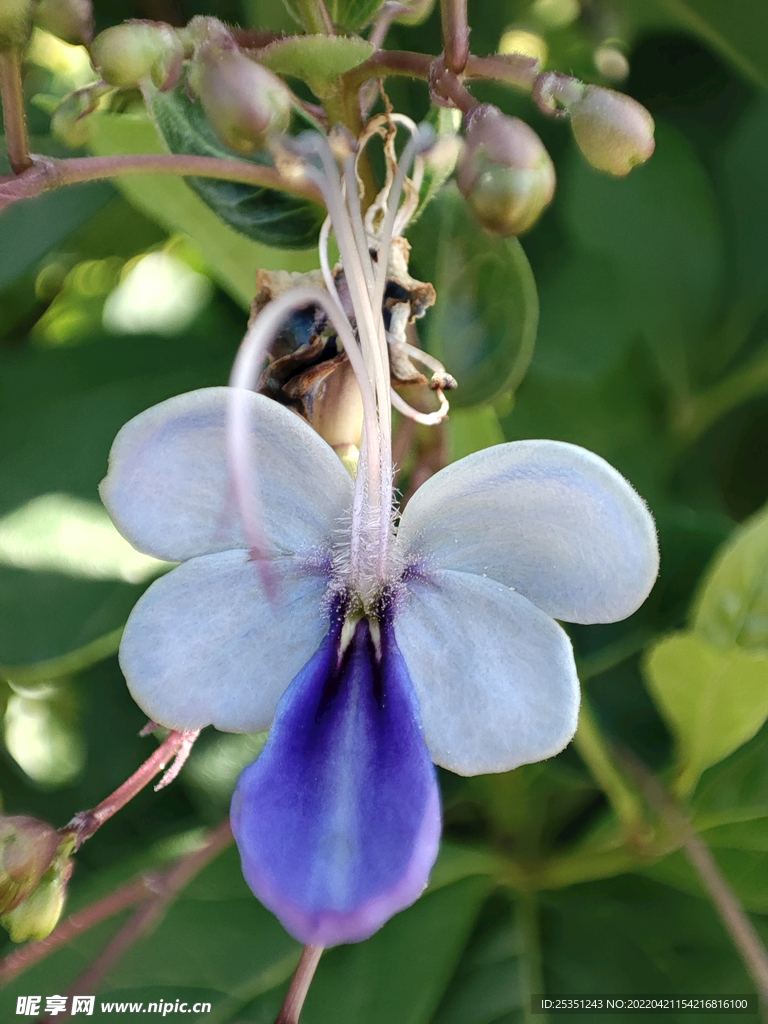 鲜花