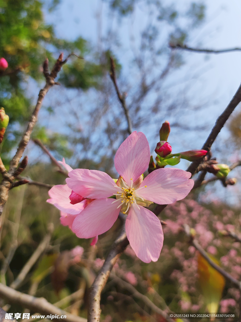 桃花