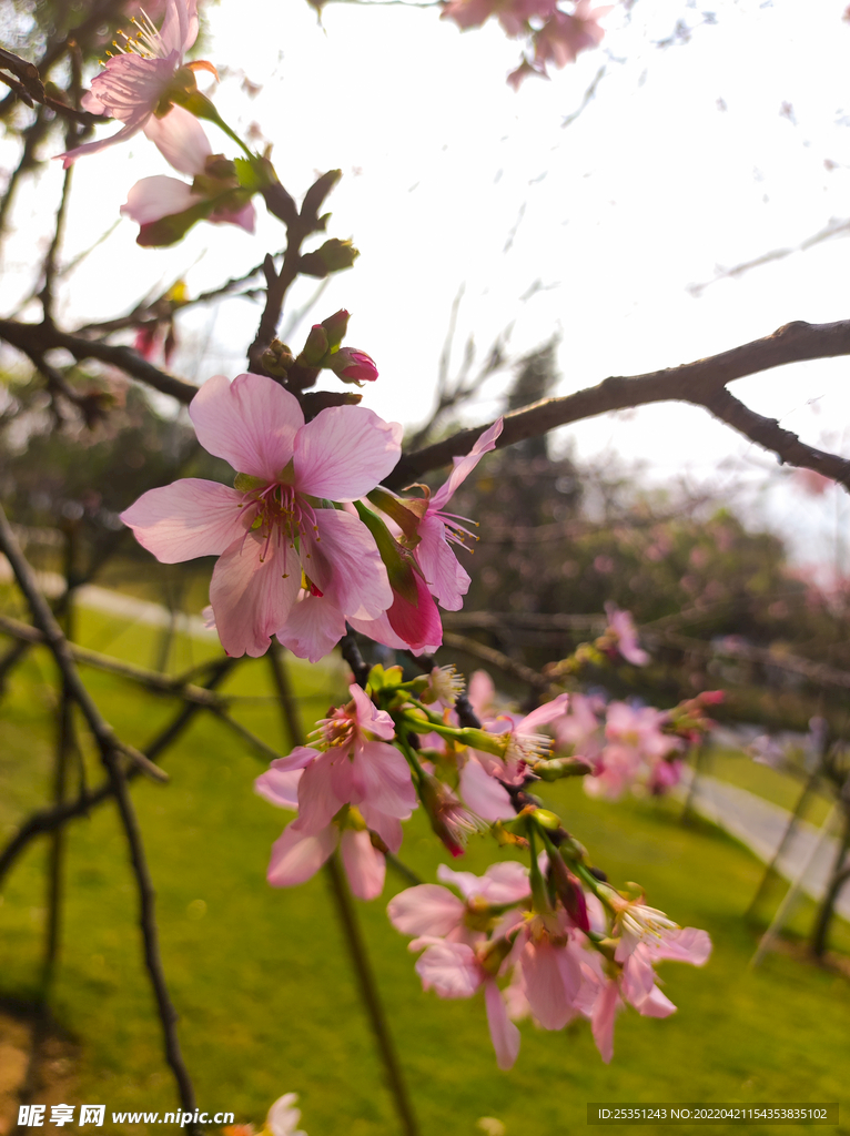 桃花