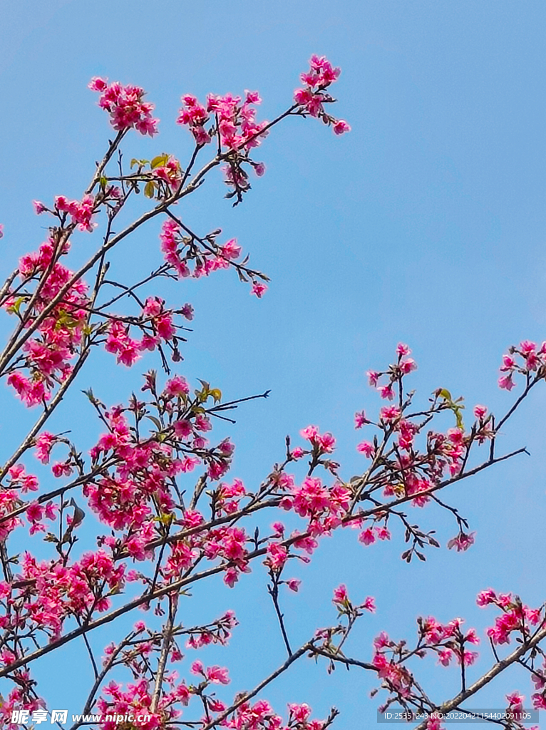 桃花