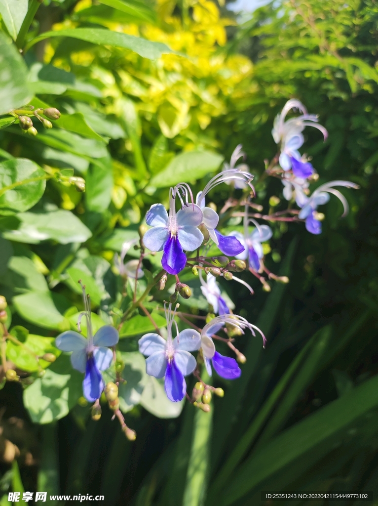 鲜花
