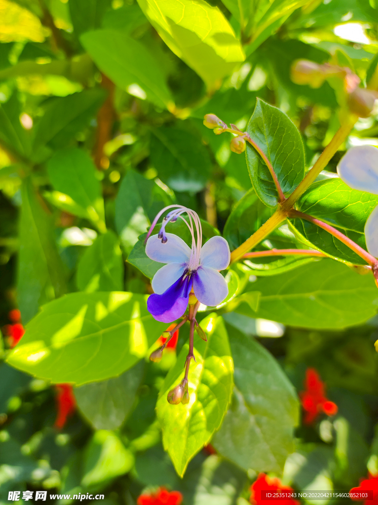 鲜花