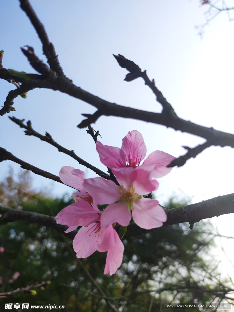 桃花