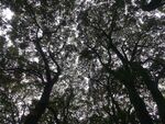 树