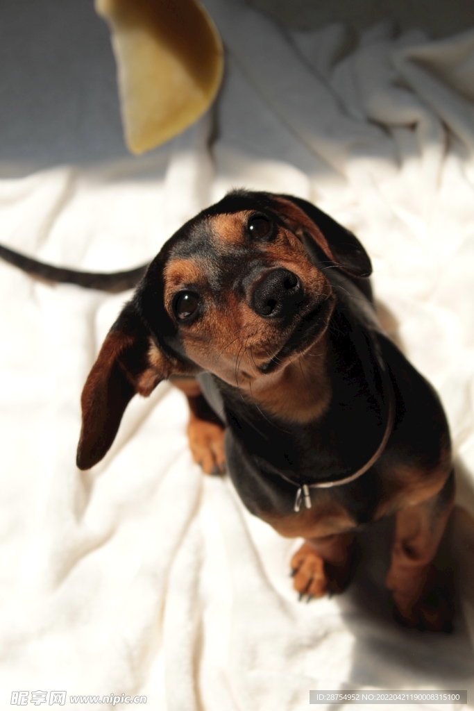 小狗