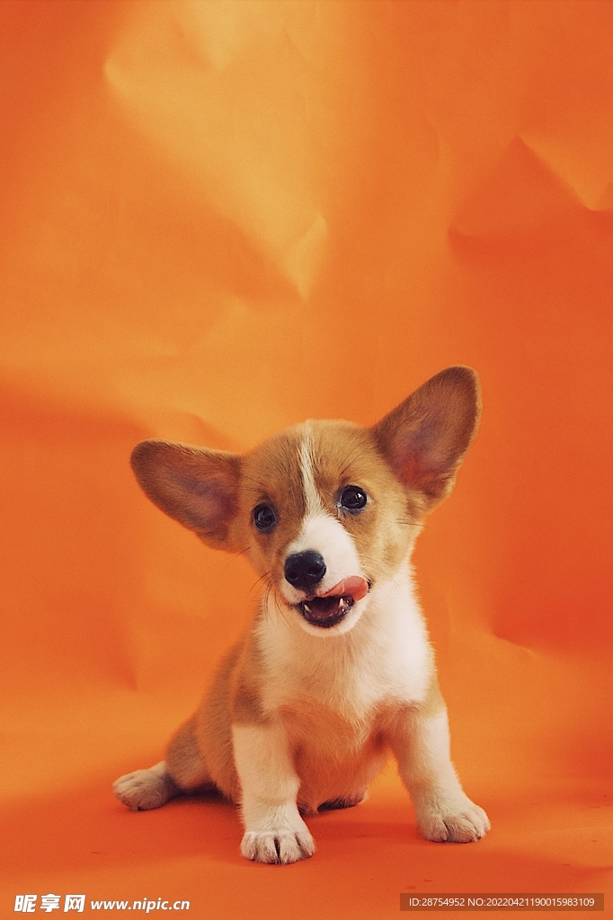 小狗