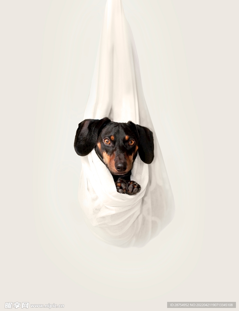 小狗